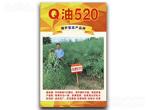 Q油520-油菜种子-德名种业
